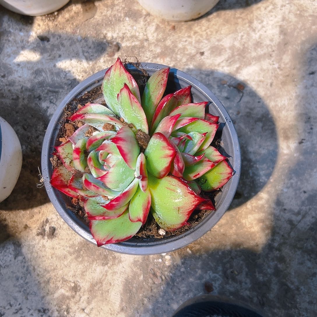 K***g惊红多肉2456899754