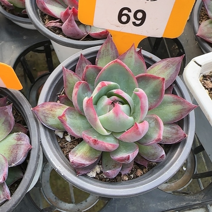 伯***69 惊鸿仙子多肉植物6-9cm