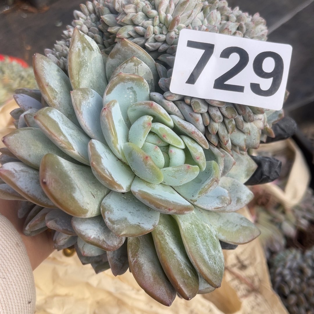 王****729号144788888889