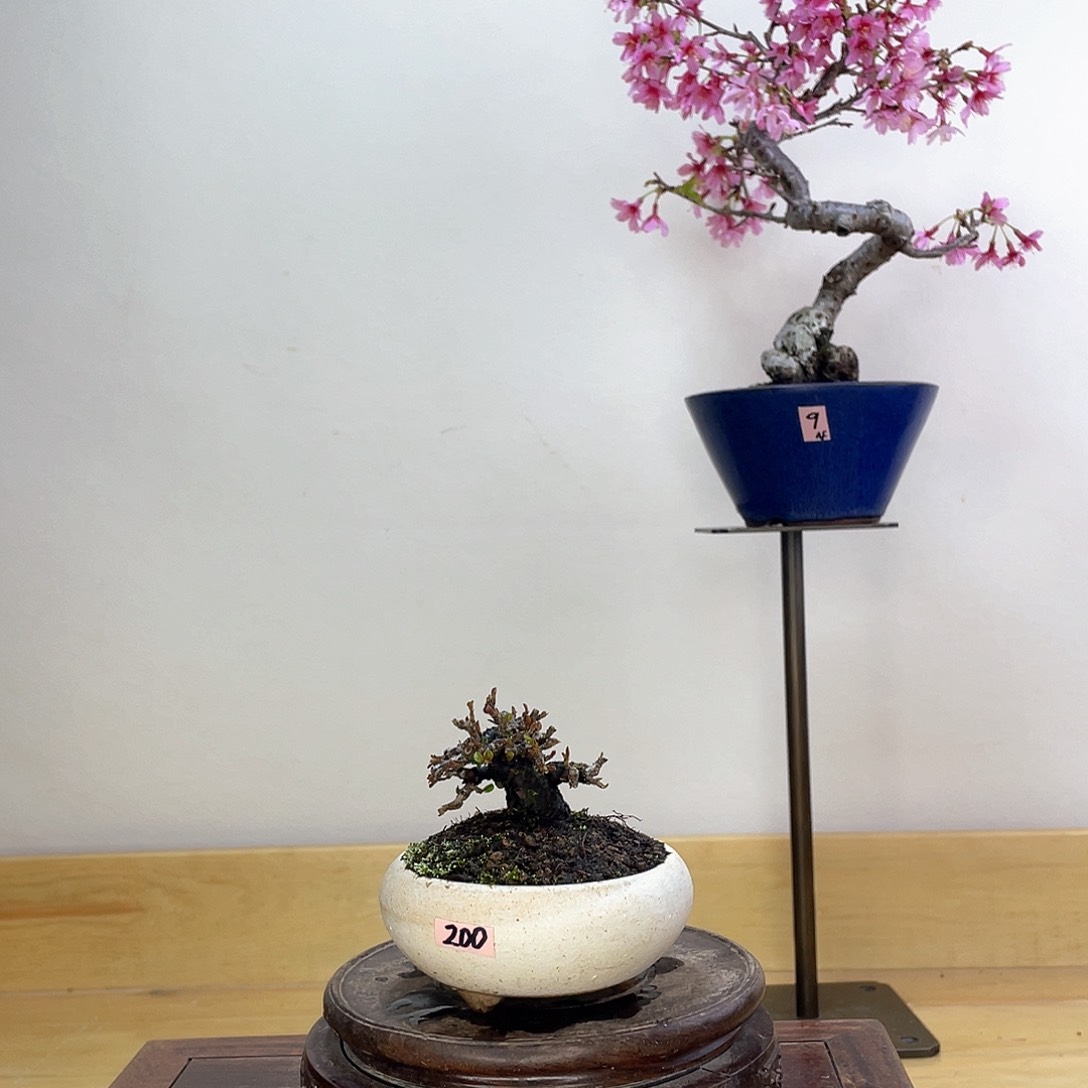 木本名古屋红紫檀盆栽