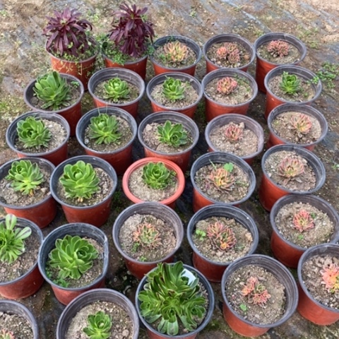 多肉植物组合拼盘8