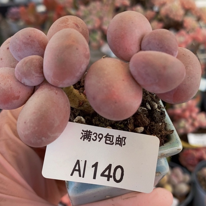 芭比奶洛老桩6cm140多肉植物