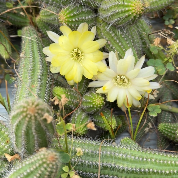 大花白檀仙人掌侧芽一个