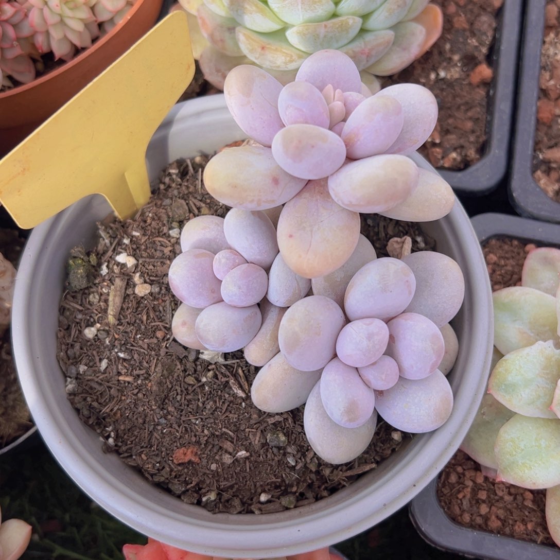 香玉的故事是一个人的