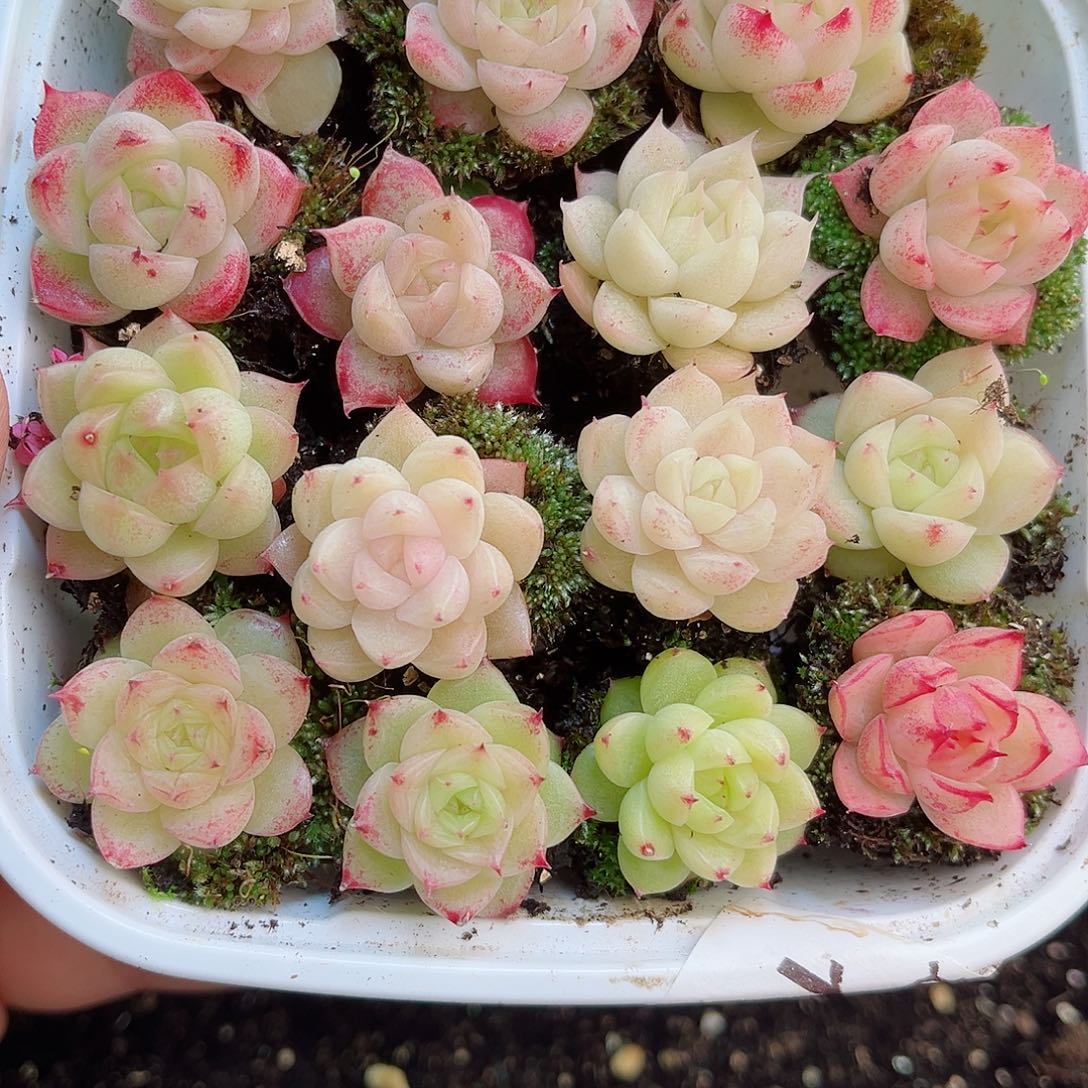 1-693新疆西藏内蒙不发12.8抱歉2-3公分多肉