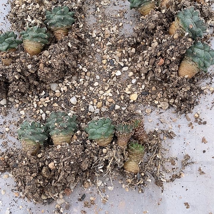 娇丽三个安德三个随机发货