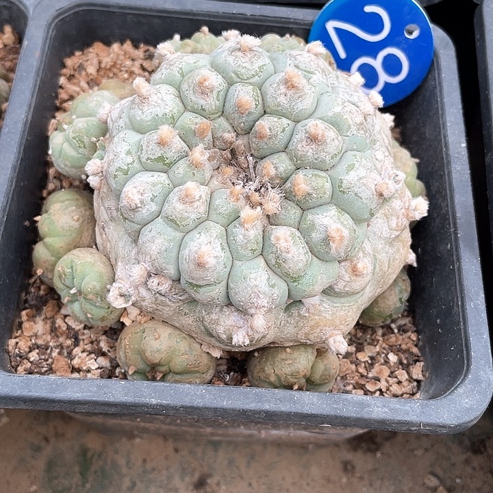 仙人球落地7.4公分28