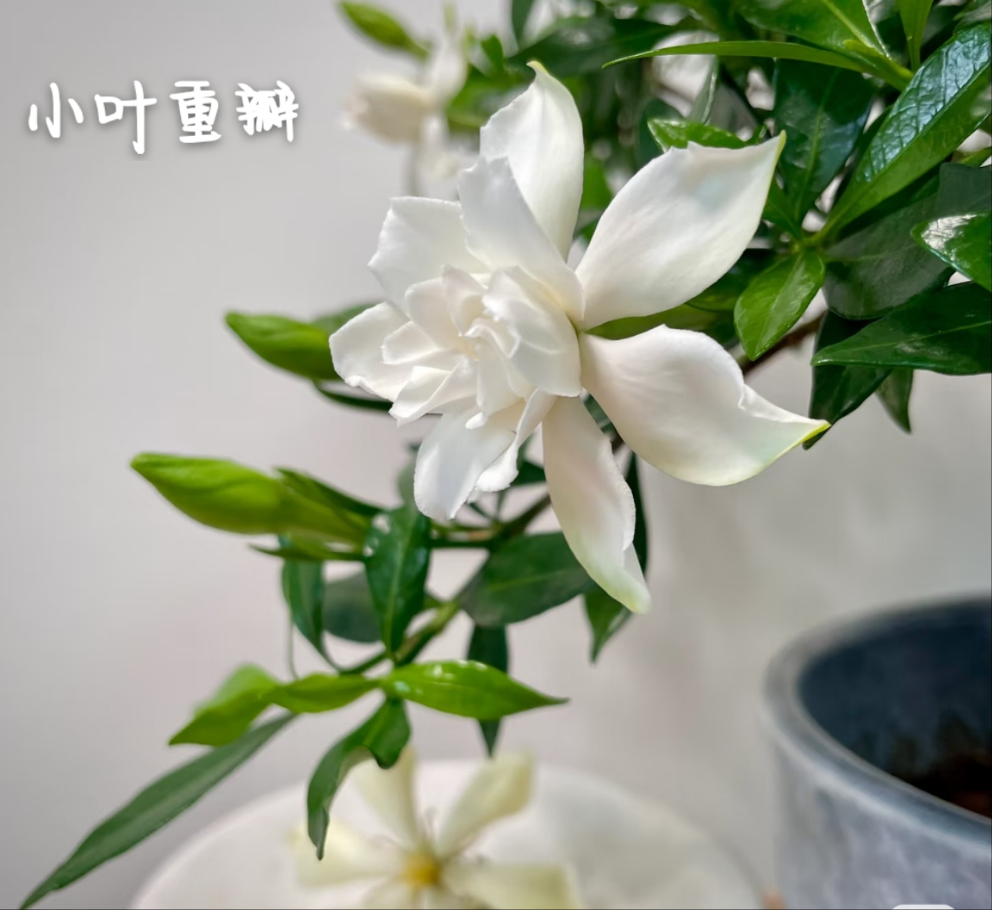 大叶牡丹一物一拍  栀子花开花植物香味浓郁室内外好养净化空气