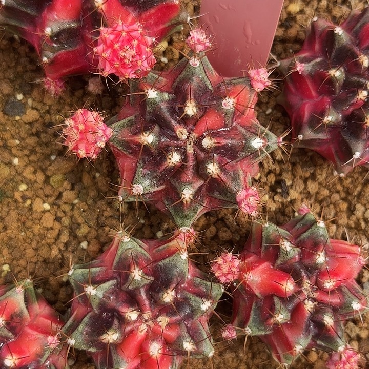 785-0815泰国发货