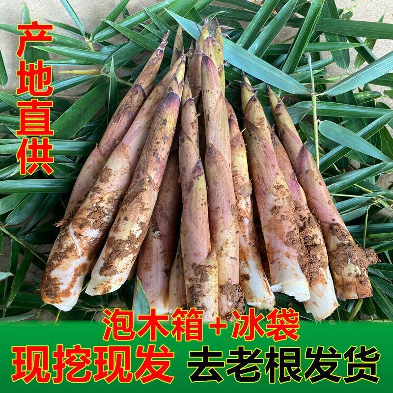 雷笋春笋冬笋竹笋现挖小竹笋批发价非浙江临安天目山农家蔬菜新鲜