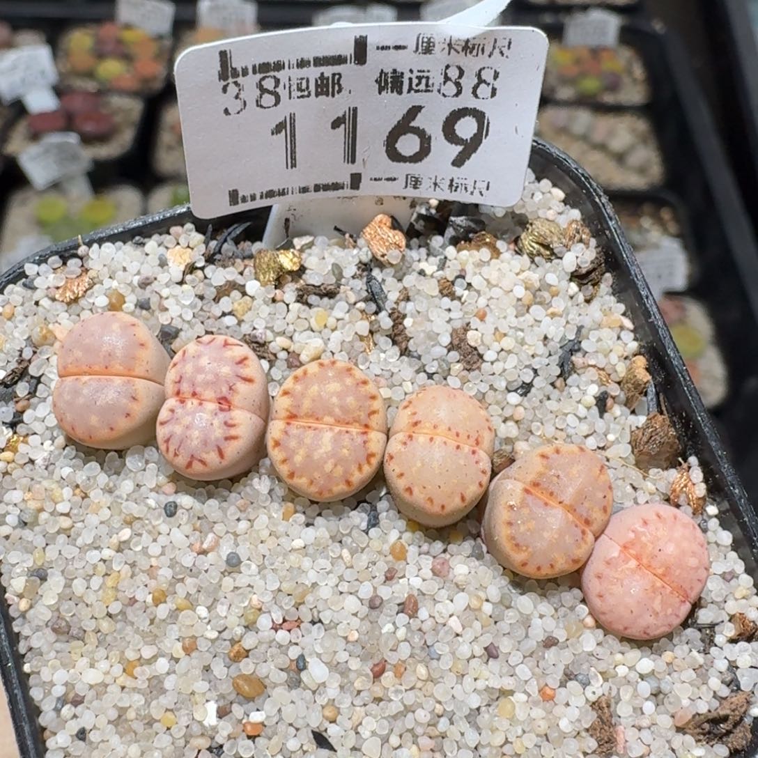 zzz精品也福利1169粉饼