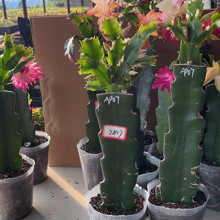 幽****当前无花朵，栽培后可花朵ap07