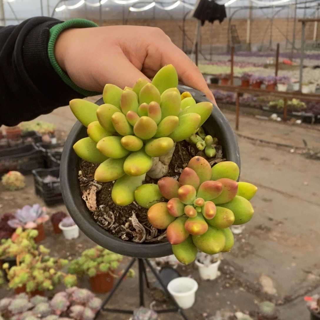 金蝉双头起发老桩