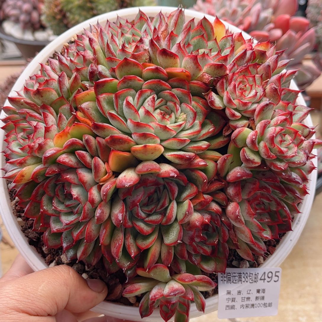 495荷花德华多肉