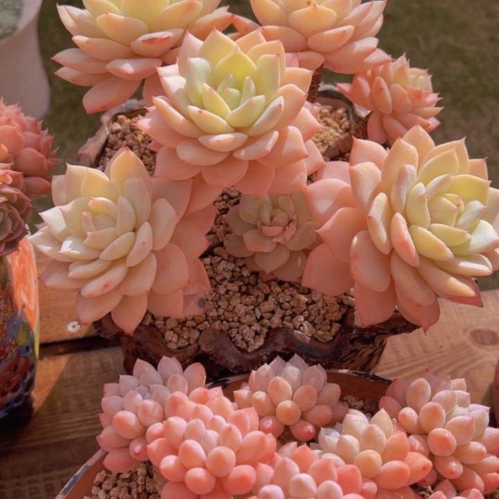 一物一拍多肉植物