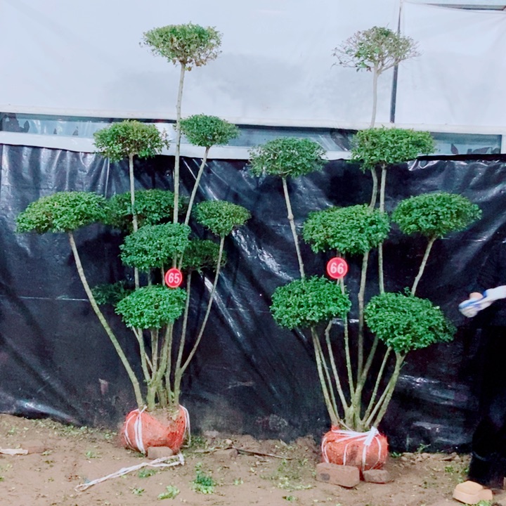 一物一拍一物一拍