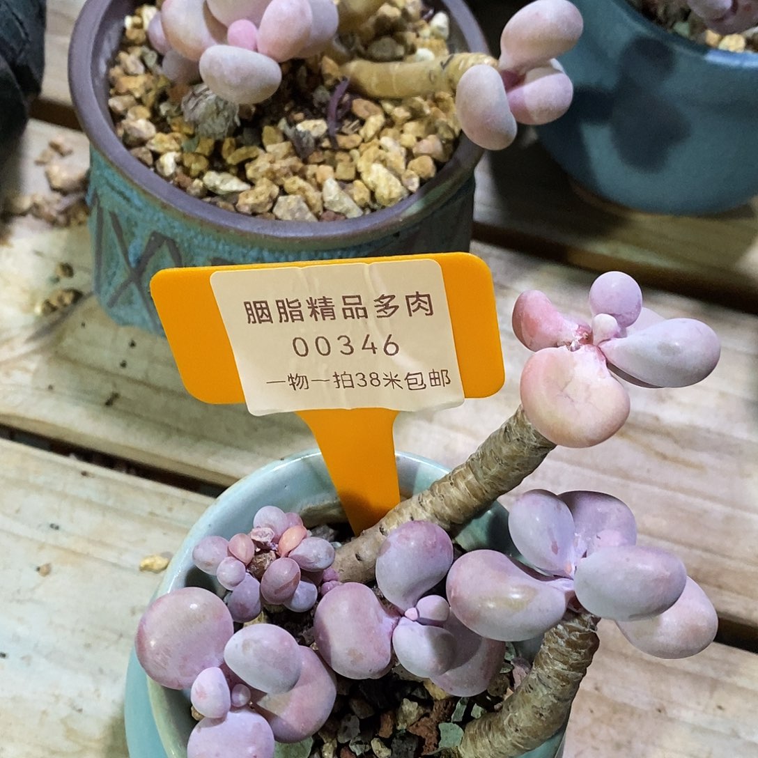 00346户籍距南京璐璐