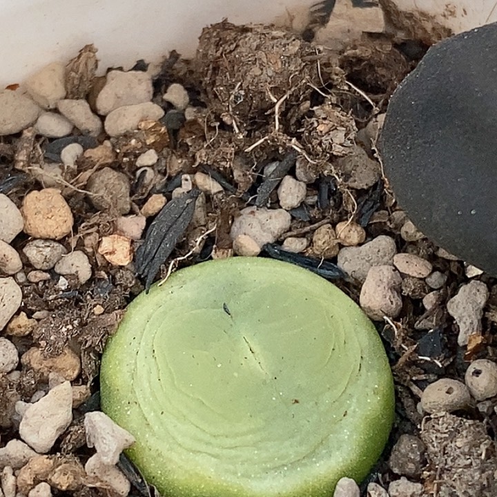 月****拉桃喜花园0205-87拉登