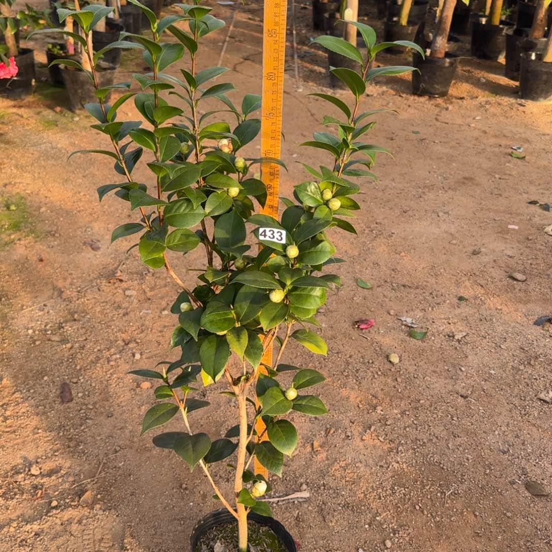 少量花朵（建议范围：2朵-5朵 或40%以下）433白十八