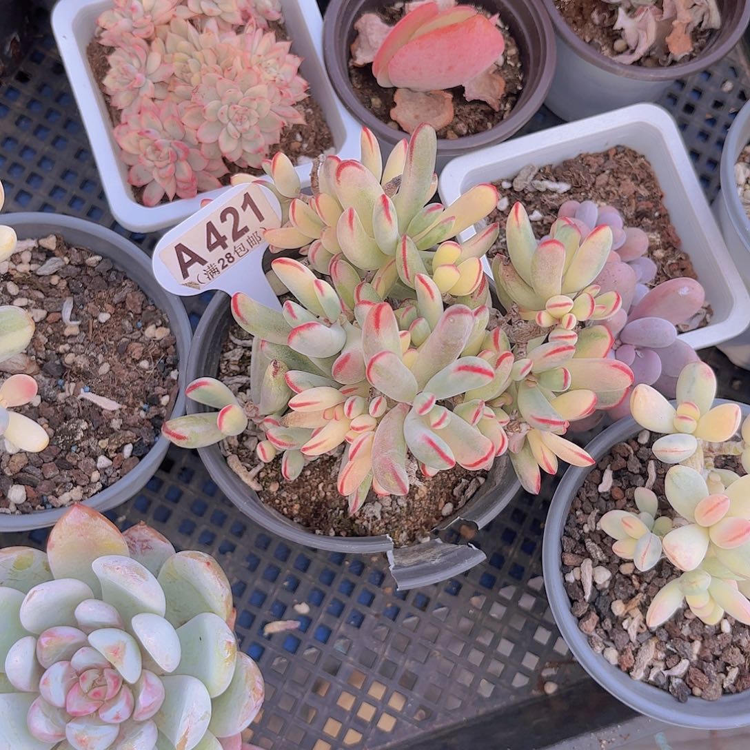 A421棒耶一物一拍多肉