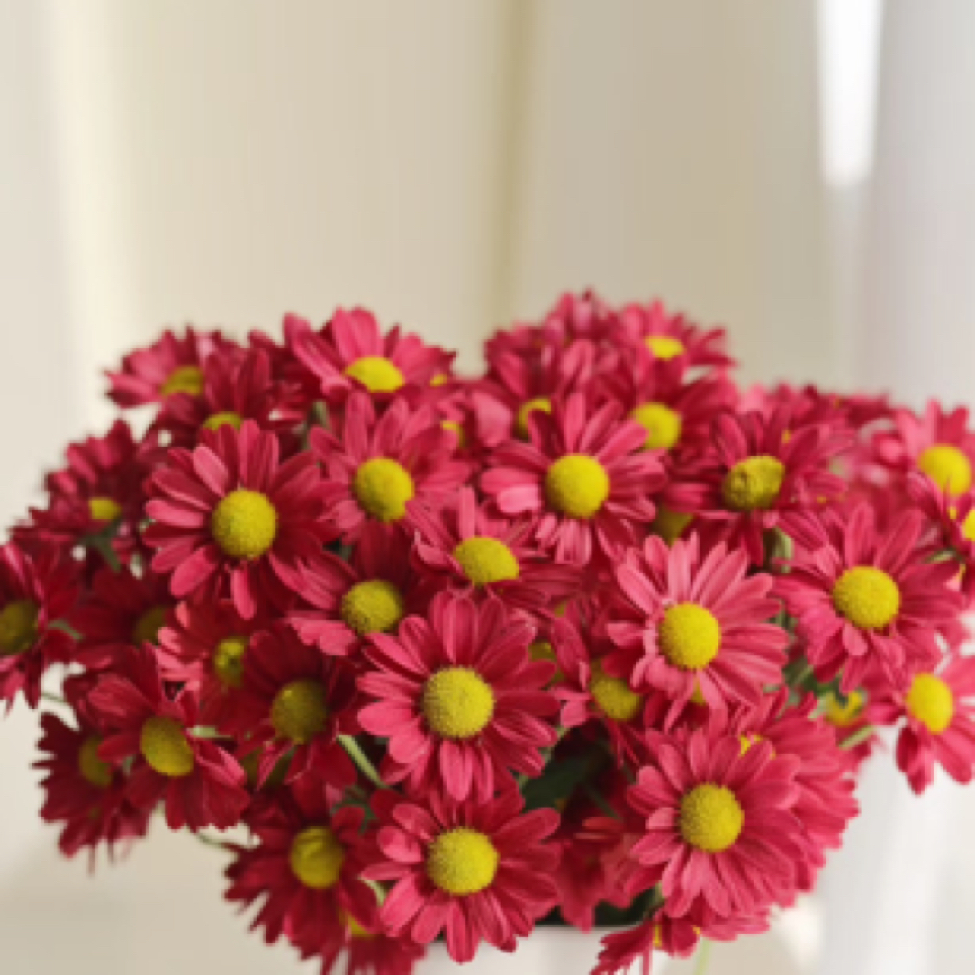 【自家种的】肯尼迪红10枝-1单中通 3单京东（20%不售后）