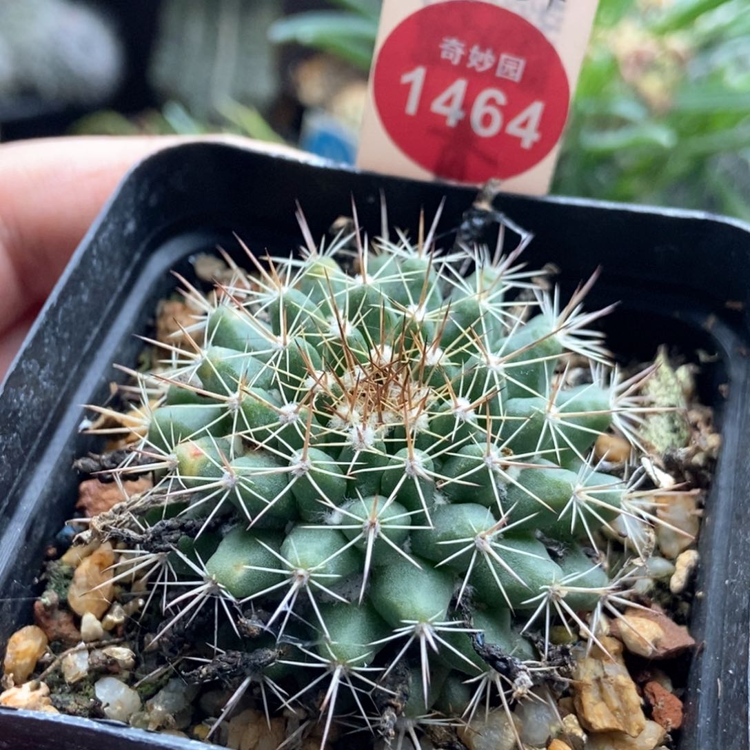 实生有雀斑乳突一颗仙人球