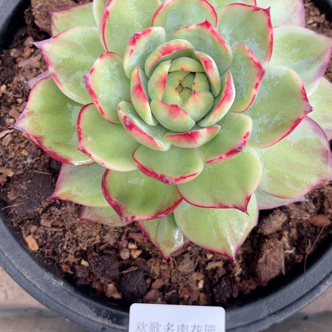 奶***甜3.8-1惊鸿仙子