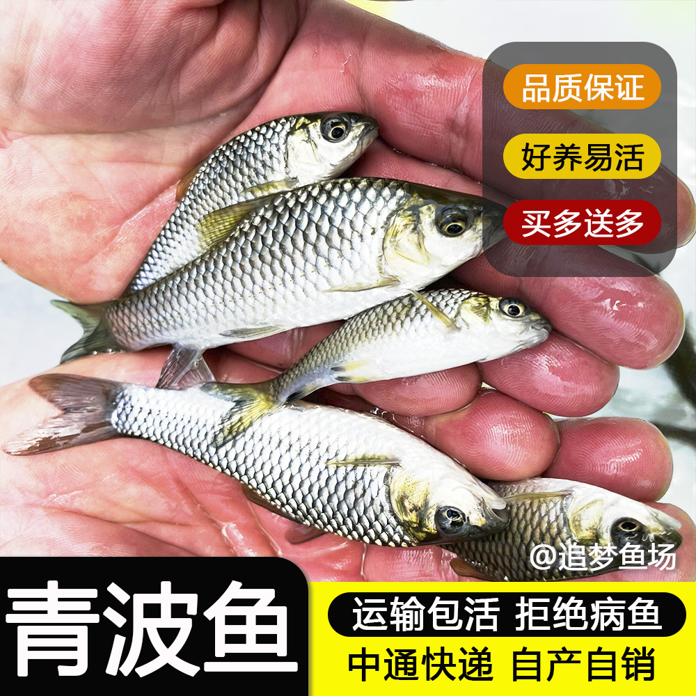 清波鱼 中华倒刺鲃观赏鱼
