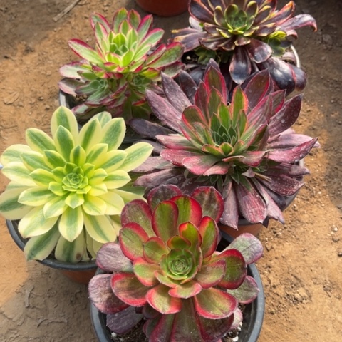 371多肉植物组合