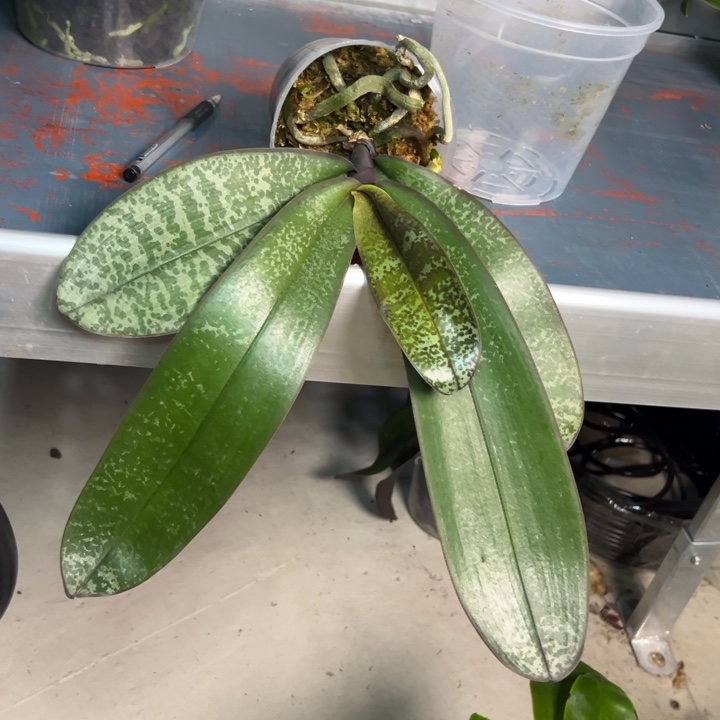 匙***草不开花植物大树0308升桶