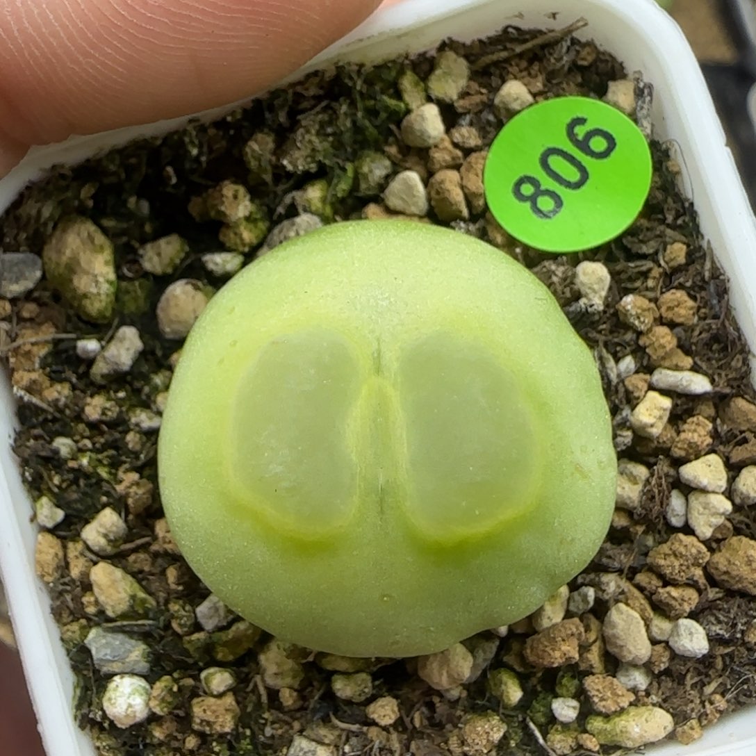 小啾啾拉登2.6+多肉植物806