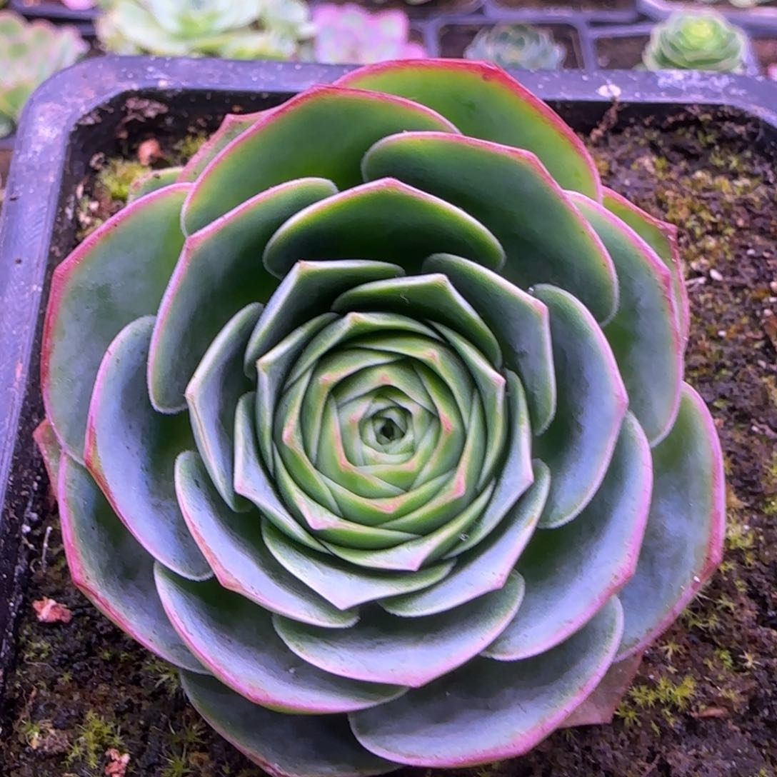 5厘米单头带4侧芽14242424242424