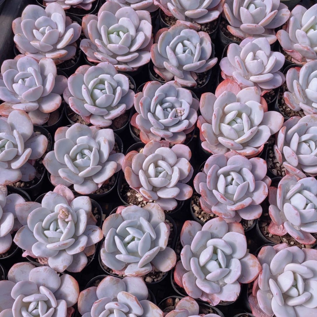 量拍63号 粉雪莲单头一个