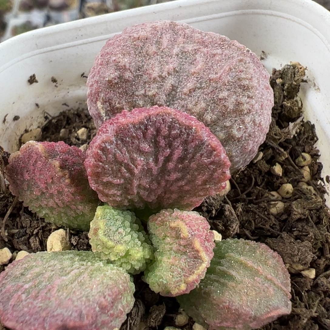 实生底叶苗纹路款多肉植物水泡