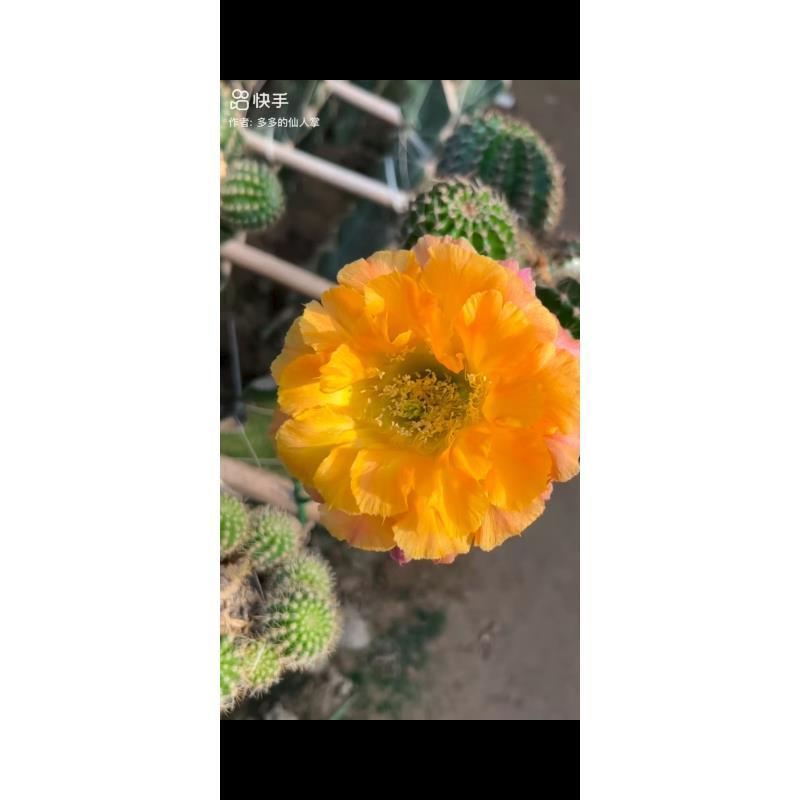 自根101彩草尺寸以直播间为准环境不同开花不同介意勿拍