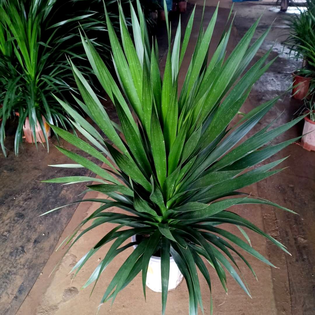 太空铁冻死不陪。土球发。图片仅供参考