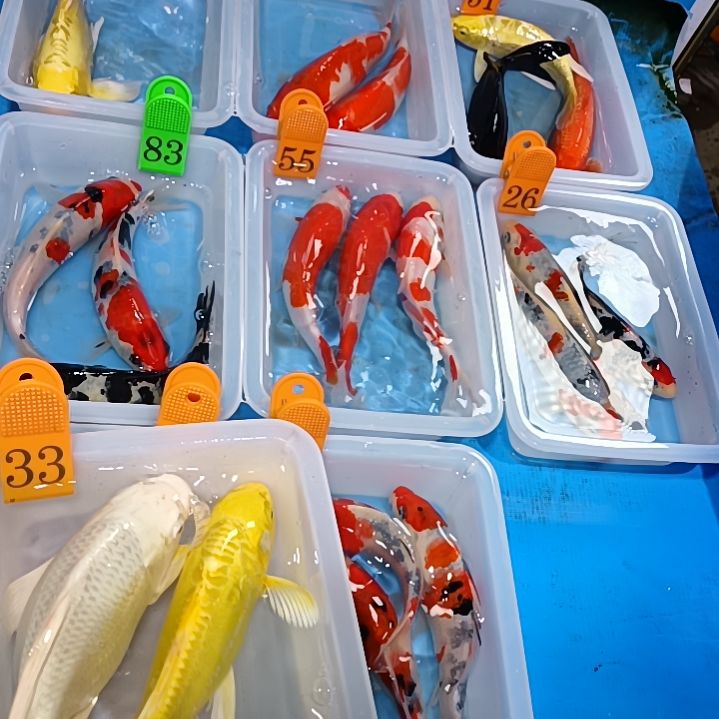 锦鲤红白锦鲤包邮