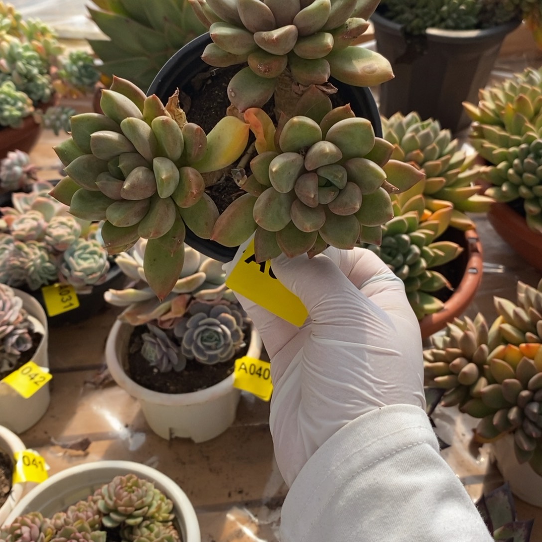 t***i038象牙老桩一物一拍