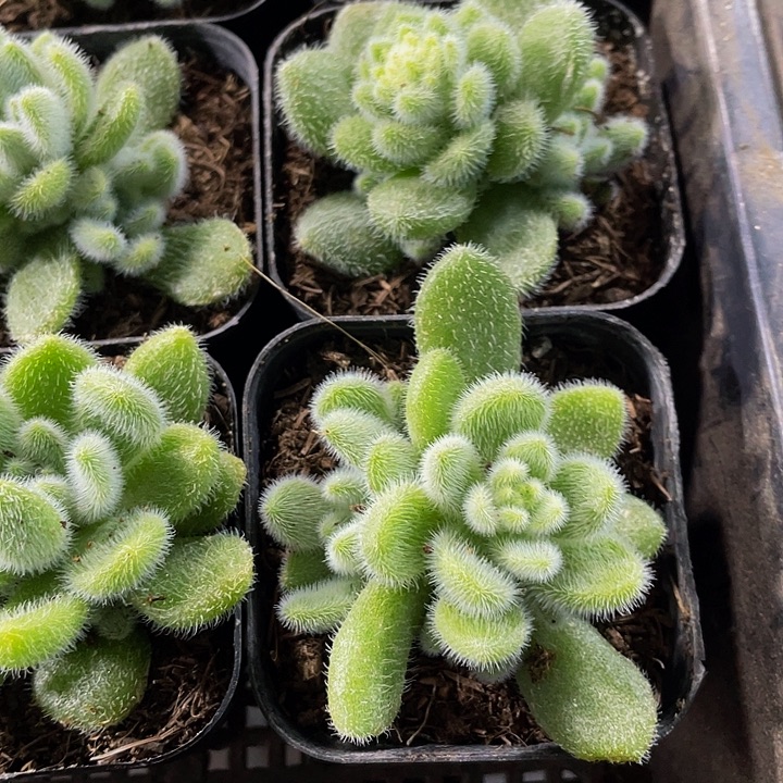 信冻泥带盆土发货