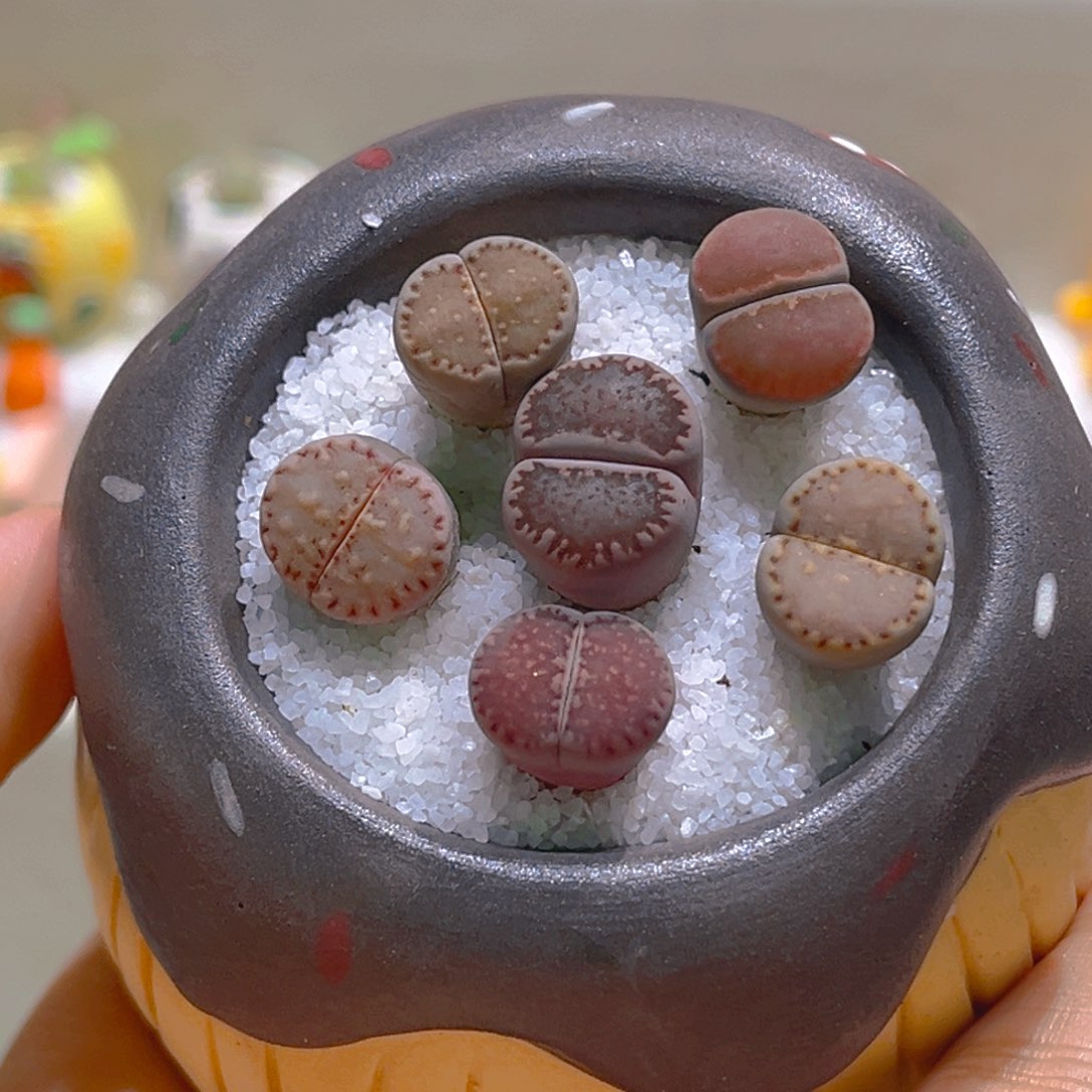 042高端多肉饼干拼盘带盆带土