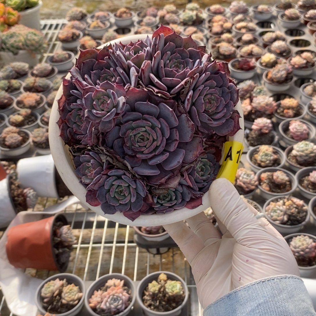 C***关 133劳伦斯一物一拍