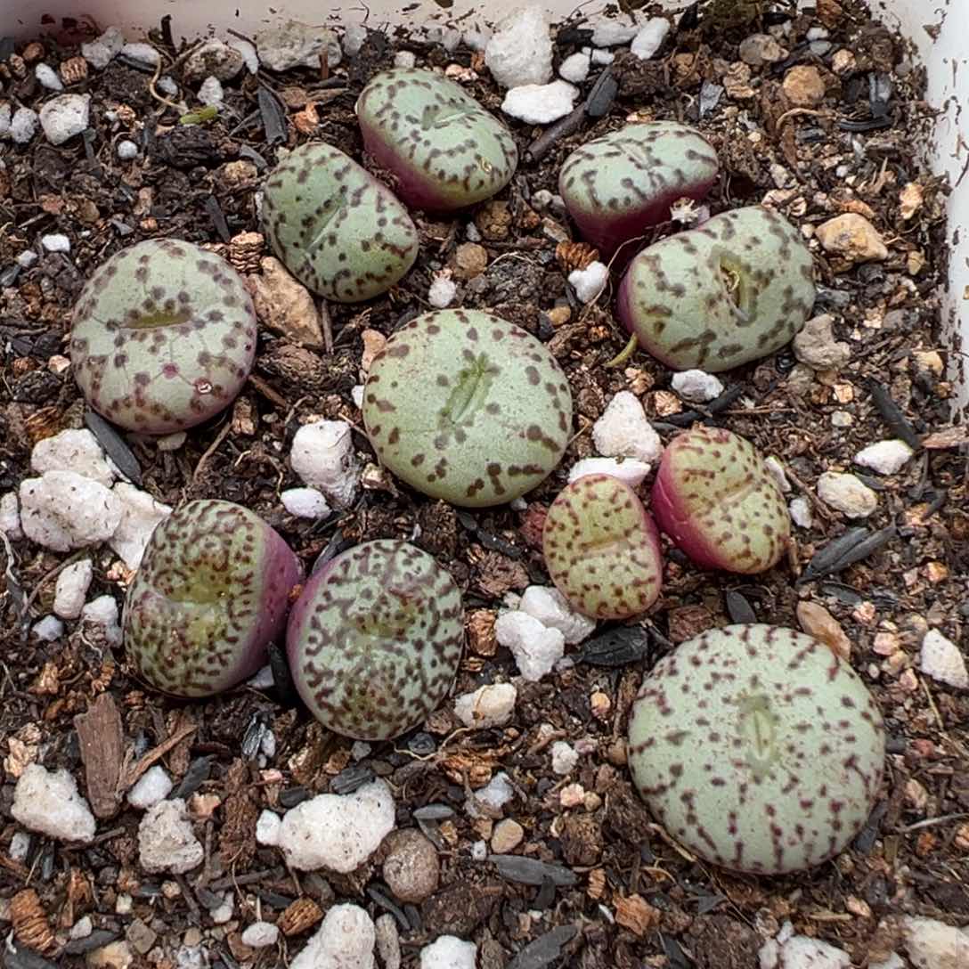 2.24好看的多肉脱土发货872