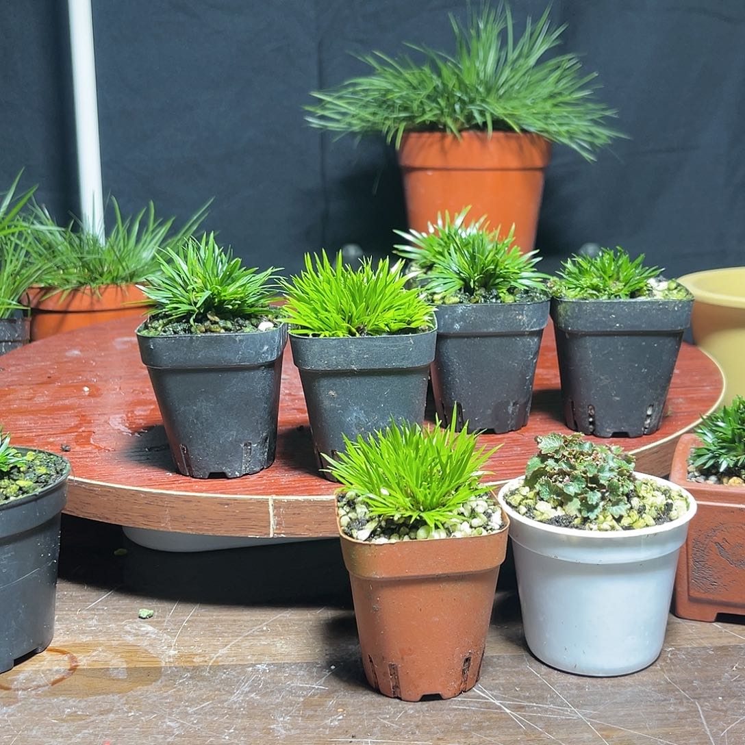 【闪购商品】红陶生*死