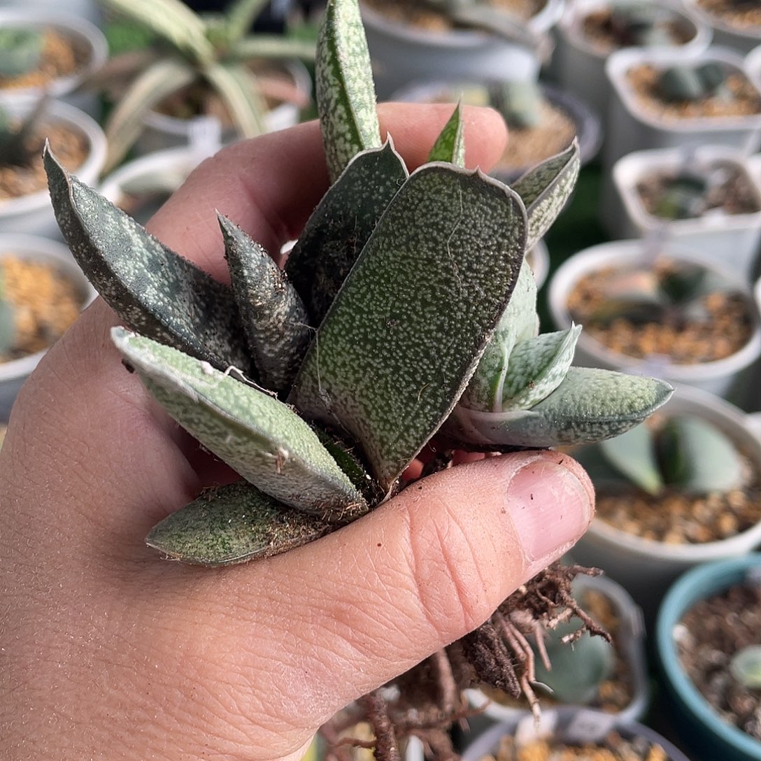 教***师巨鹰换小转加四个侧芽
