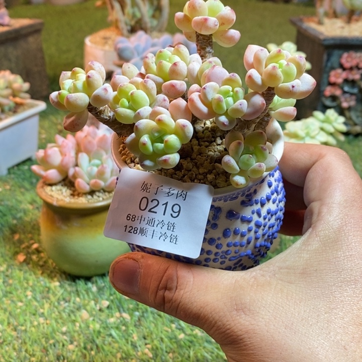 0219啊啊啊啊啊啊啊啊啊啊啊