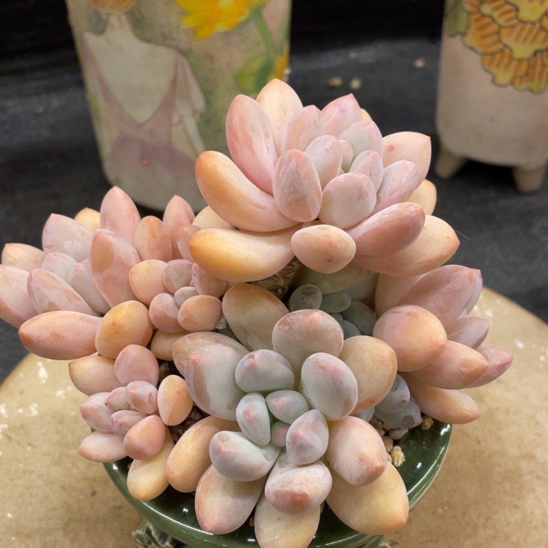 弥鹿之森一物一拍