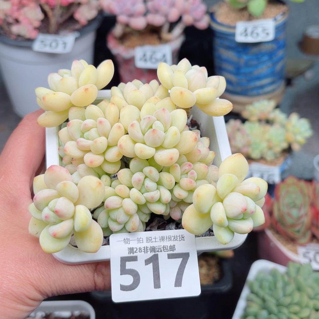 樱花罗绮无盆土发货