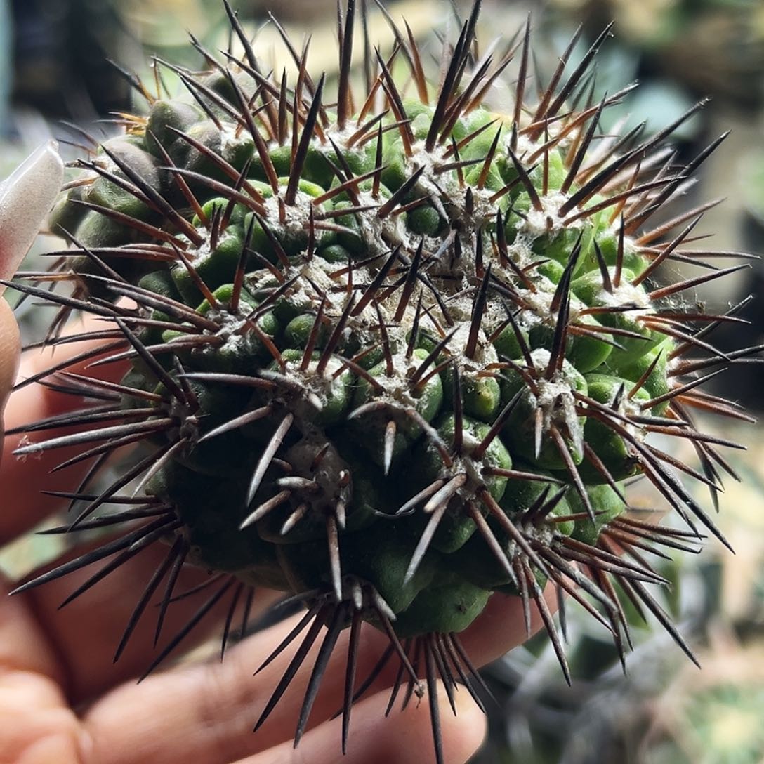 君光丸微根仙人球666666666