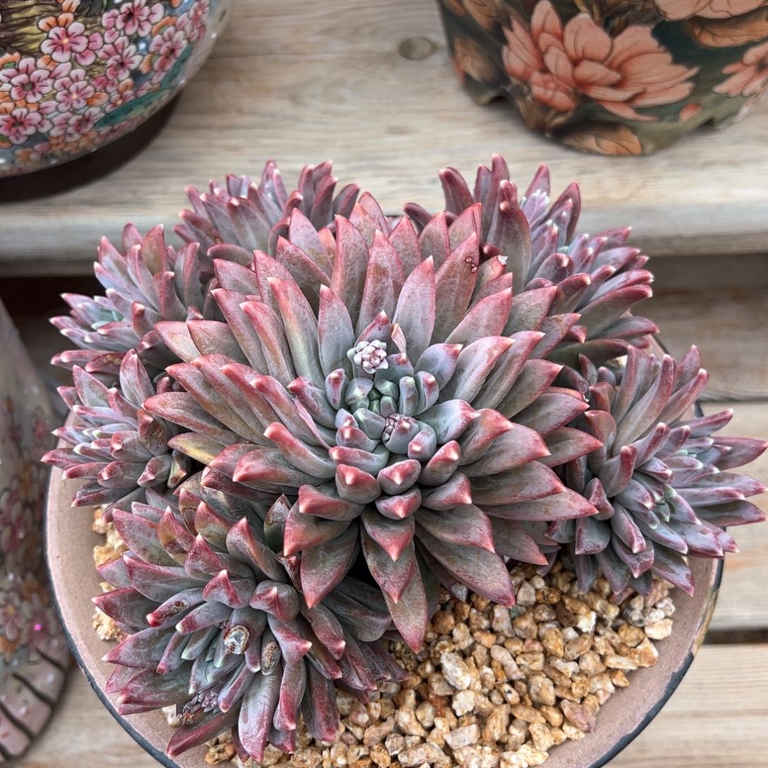 梵高美人多肉植物