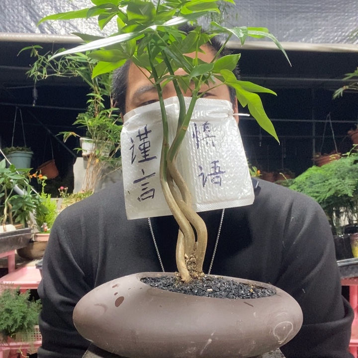 叁***）以实际为准盆景绿植盆栽82